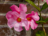 Close View of a Pink Flower, Stonington, Connecticut Photographic Print by Todd Gipstein