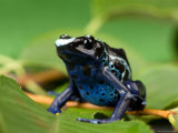 Blue and Yellow Poison Dart Frog, Sunset Zoo, Kansas Photographic Print by Joel Sartore