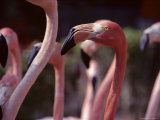 Closeup of Flamingos, Bahamas Photographic Print by Kenneth Garrett