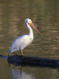 American White Pelican Perched on a Log Photographic Print by Rich Reid