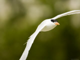 Caspian Tern in Flight Photographic Print by Tim Laman