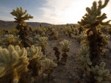 Cholla Garden on the South Side of the Park, Joshua Tree National Park, California Photographic Print by Michael S. Lewis