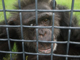 Chimpanzee, Blind in One Eye, at the Sunset Zoo, Kansas Photographic Print by Joel Sartore