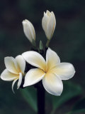 Close View of a Delicated Plumeria Flower, Hawaii Photographie par Ira Block