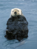 Closeup of a Sea Otter, Alaska Fotografisk tryk af Rich Reid Closeup of a Sea Otter, Alaska Fotografisk tryk af Rich Reid