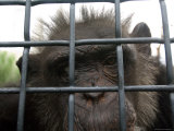 Chimpanzee at the Sunset Zoo, Kansas Photographic Print by Joel Sartore
