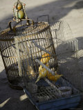 Caged Canaries for Sale in a Market, Qinghai, China Photographie par David Evans