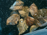Alder Leaves Frozen in Ice, Alaska Photographie par Michael S. Quinton