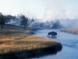 Bison Crosses the Firehole River Flowing Through Geyser Basins, Yellowstone Photographie par Michael S. Lewis