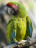 Buffon's Macaw from the Sedgwick County Zoo, Kansas Photographie par Joel Sartore