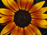 Closeup of a Sunflower Seed Bed Surrounded by Orange-Yellow Petals, Australia Photographie par Jason Edwards