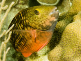 Closeup of a Stoplight Parrotfish, Belize Photographic Print by Tim Laman