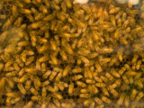 Bees Swarm Around Honeycomb at the Nebraska State Fair Photographic Print by Joel Sartore