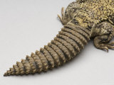 Brush-Tailed Lizard at the Sedgwick County Zoo, Kansas Photographic Print by Joel Sartore