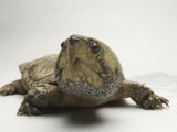 Big-Headed Turtle from Asia at the Sedgwick County Zoo, Kansas Photographic Print by Joel Sartore