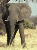 African Elephant Face and Body Portrait with Impala on the Savannah Photographic Print by Jason Edwards