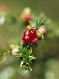 Bright Red Berry Shines from an Alpine Shrub on a Summers Day, Alpine Nationals Park, Australia Photographic Print by Jason Edwards