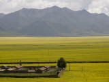 Agricultural Buildings Surrounded by Rapeseed Fields and Mountains, Qinghai, China Photographie par David Evans