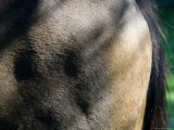 Close-Up of the Rear End of a Horse, Block Island, Rhode Island Photographic Print by Todd Gipstein