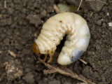 Close-Up of a Grub Worm Photographic Print by Joel Sartore