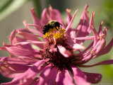 Close Up of Zinnias with a Bee on It, Elkhorn, Nebraska Photographic Print by Joel Sartore