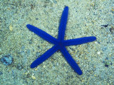 Blue Sea Star or Starfish on Sand, Linckia Laevigata Lámina fotográfica