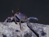 Bright Purple Mangroves Crab Climbing a Mangrove Tree to Sunbask Photographic Print by Jason Edwards Bright Purple Mangroves Crab Climbing a Mangrove Tree to Sunbask Photographic Print by Jason Edwards