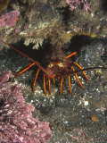 California Spiny Lobster Hiding under Reef Photographic Print by James Forte