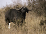 Cape Buffalo with Large Curving Horns and a Cattle Egret Photographic Print by Jason Edwards