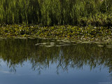 Aquatic Grasses Reflected in a Lily Pond, Groton, Connecticut Photographic Print by Todd Gipstein