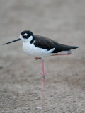 American Avocet at the Sedwick County Zoo Photographie par Joel Sartore
