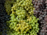 Bunches of Grapes of Three Colors Lit by the Sun, Tuscany, Italy Photographic Print by Todd Gipstein