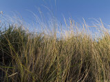 Close-Up of Aquatic Grass against a Blue Sky, Block Island, Rhode Island Photographic Print by Todd Gipstein