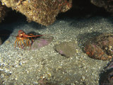 California Spiny Lobster Out in the Open Reef Photographic Print by James Forte