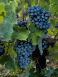 Close View of Chianti Grapes Growing on a Vine in Tuscany, Italy Photographic Print by Todd Gipstein