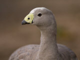 Cereopsis Goose at the Zoo Photographic Print by Joel Sartore