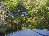 Bow of Blue Boat Moving Through Overgrown Jungle on Belize River Photographic Print