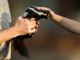 Child Pets a Spotted Skunk in Missouri Lámina fotográfica por Joel Sartore