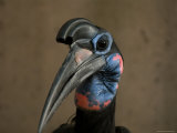 Abyssian Ground Hornbill at the Zoo Photographie par Joel Sartore
