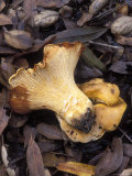 Closeup of an Edible Mushroom Photographic Print by Rich Reid