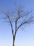 Bare Tree in Dc, Washington, D.C. Photographic Print by Stacy Gold