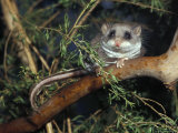 Alert Feathertail Glider with Tail Outstretched Climbs a Branch, Australia Photographic Print by Jason Edwards