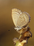 Common Grass Blue Butterfly Becomes Active as the Day Warms Up, Australia Photographic Print by Jason Edwards