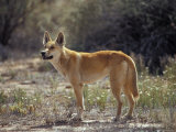 Alert Dingo Standing in an Open Patch of Desert Wild Flowers, Australia Photographic Print by Jason Edwards