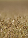 Closeup of Wheat in Field Photographic Print by Kenneth Garrett