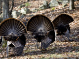 Adult Male Wild Turkey, Displaying, Lexington, Massachusetts Photographic Print by Tim Laman