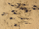 Camels, A Few with Cargo in the Saharan Steppe of Central Chad Photographic Print by Michael Fay