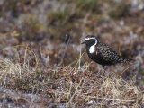 American Golden-Plover on the Tundra, Alaska Photographic Print by Rich Reid