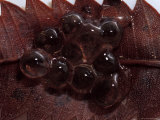 Clutch of Toadlet Eggs in Jelly Attached to a Leaf, Australia Photographic Print by Jason Edwards