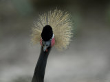 African Crowned Crane at the Omaha Zoo, Nebraska Photographic Print by Joel Sartore